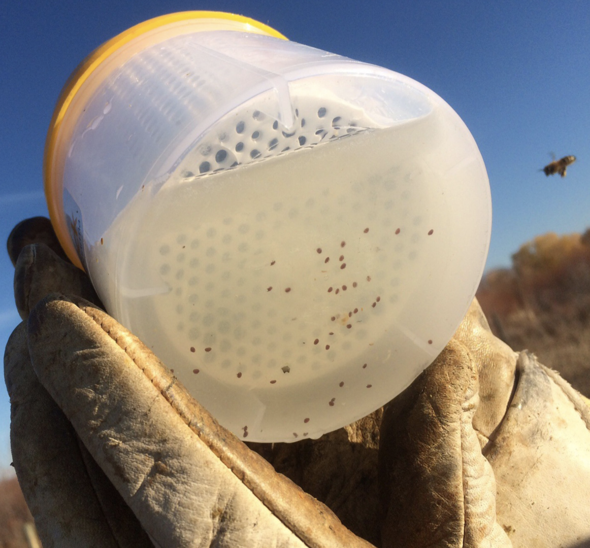 Varroa mite infestation control, Varroa check, Varroa mite test, powdered sugar