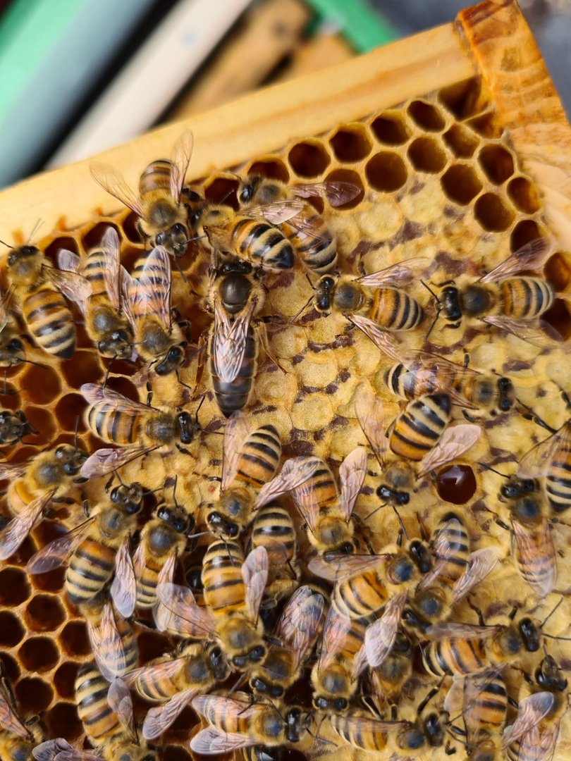 Buckfast Queen Mated F0 2025 Eilandparingsplaats Ruden