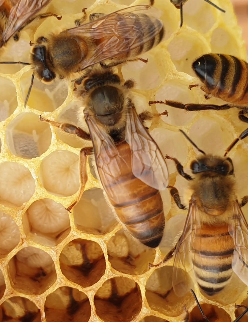 Buckfast Queen Mated F0 2025 Eilandparingsplaats Ruden