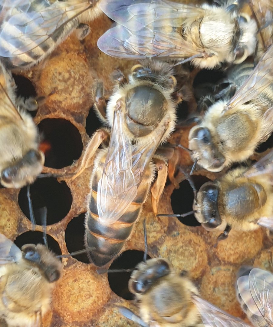 Buckfast Queen Mated F0 2025 Eilandparingsplaats Ruden