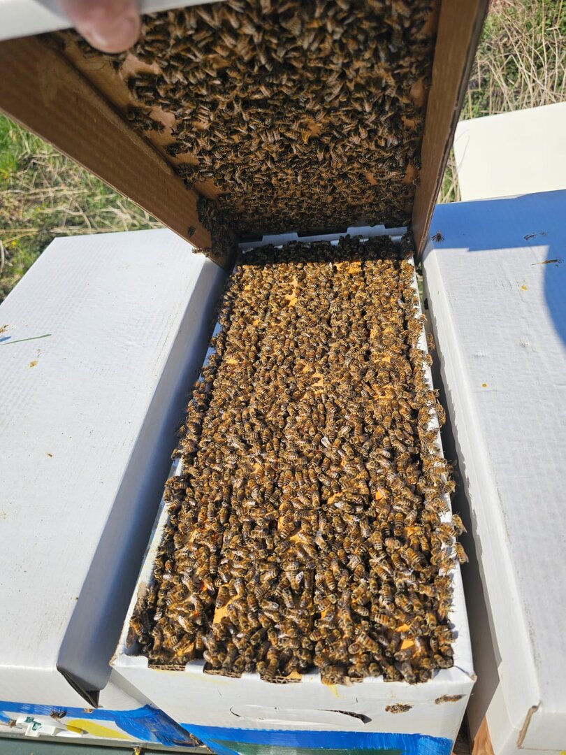 Uitloper Kleine Bijenkolonie Dadant Amerikaanse Bijen, Economische Kolonie Bijenkolonie Buckfast F1