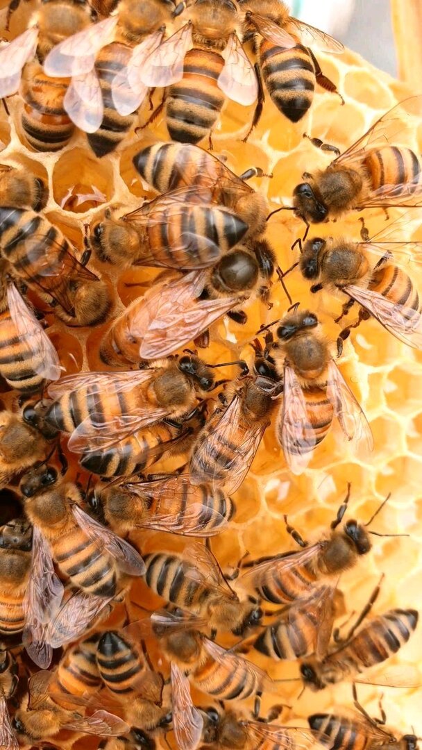 Buckfast Queen Mated F0 2025 Baltrum Island-paringsplaats