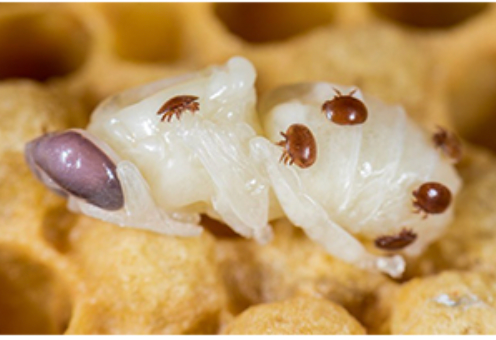 Serumwerk OXAL ACID BERNBURG 40 mg/ml – reliable Varroa treatment for summer and winter