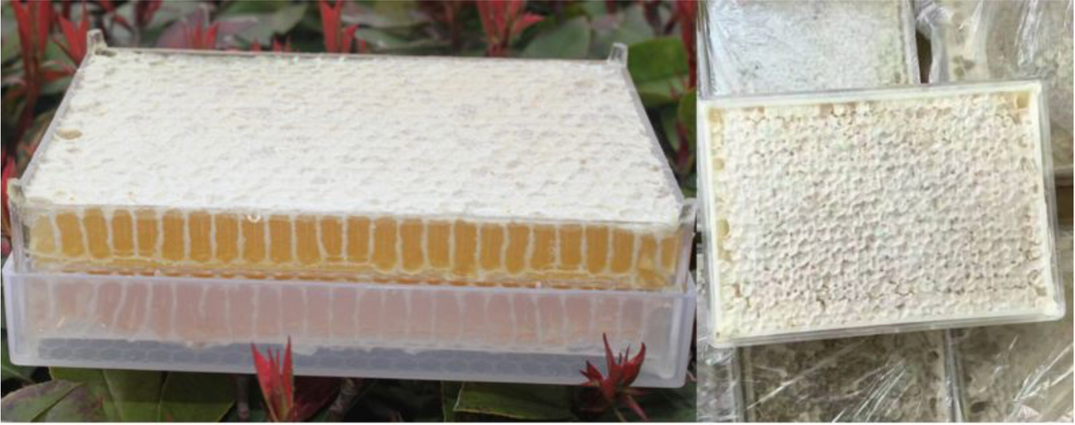 Honeycomb cassette 500g 10 frames for honeycomb Zander Dadant DNM