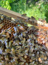 Buckfast Queen Mated F0 2025 Baltrum Island-paringsplaats