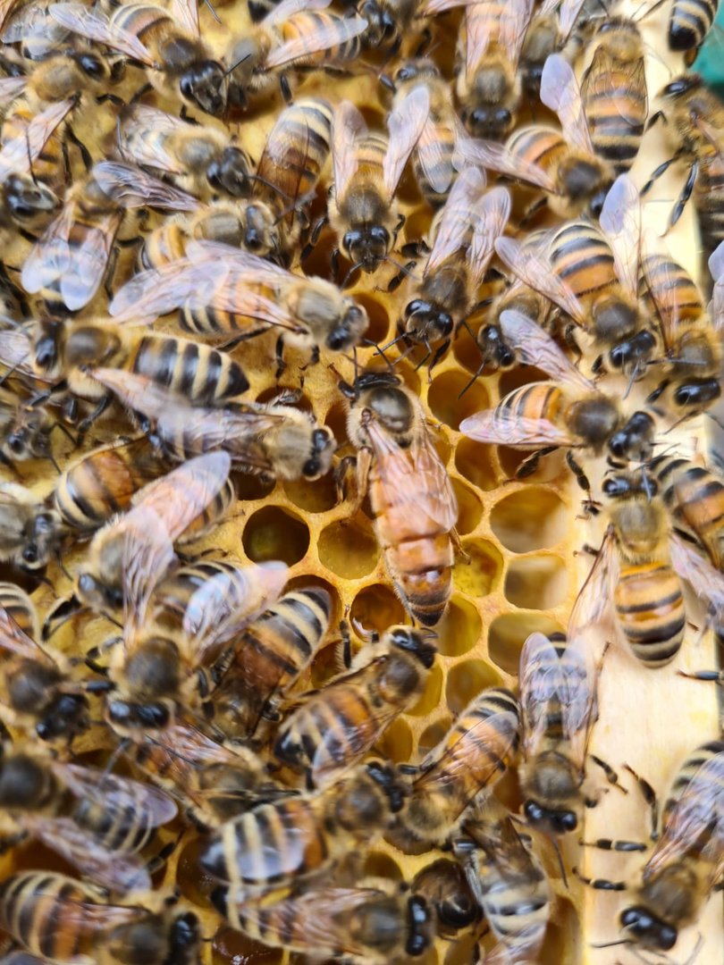 Buckfast Queen Mated F0 2025 Eilandparingsplaats Ruden