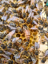 Buckfast Queen Mated F0 2025 Eilandparingsplaats Ruden