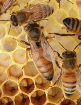 Buckfast Queen Mated F0 2025 Eilandparingsplaats Ruden