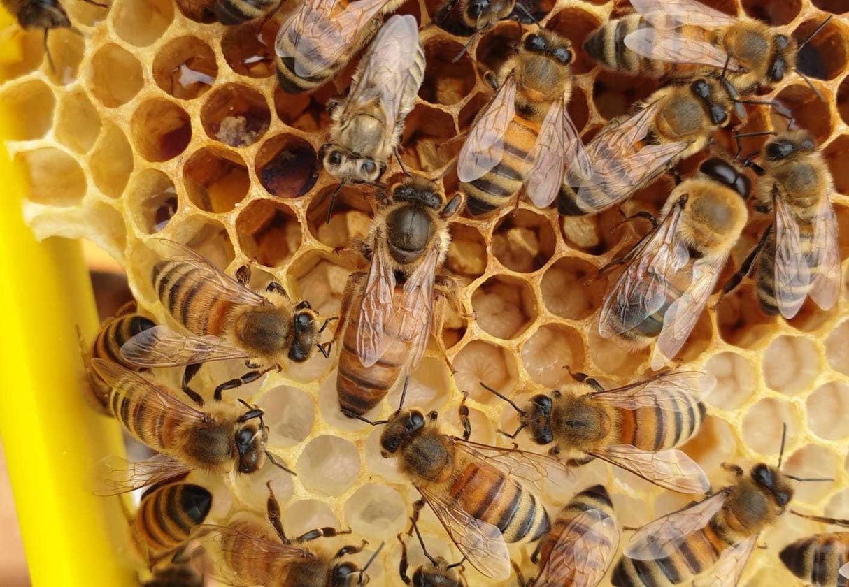 Buckfast Queen Mated F0 2025 Eilandparingsplaats Ruden