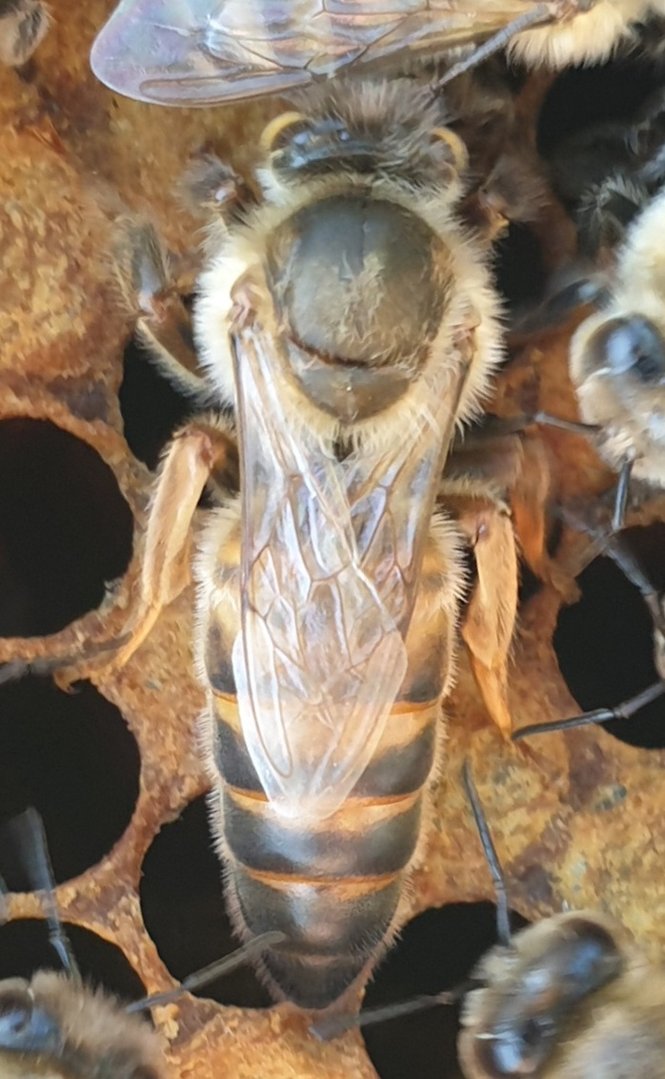 Buckfast Queen Mated F0 2025 Eilandparingsplaats Ruden