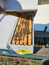 Uitloper Kleine Bijenkolonie Dadant Amerikaanse Bijen, Economische Kolonie Bijenkolonie Buckfast F1