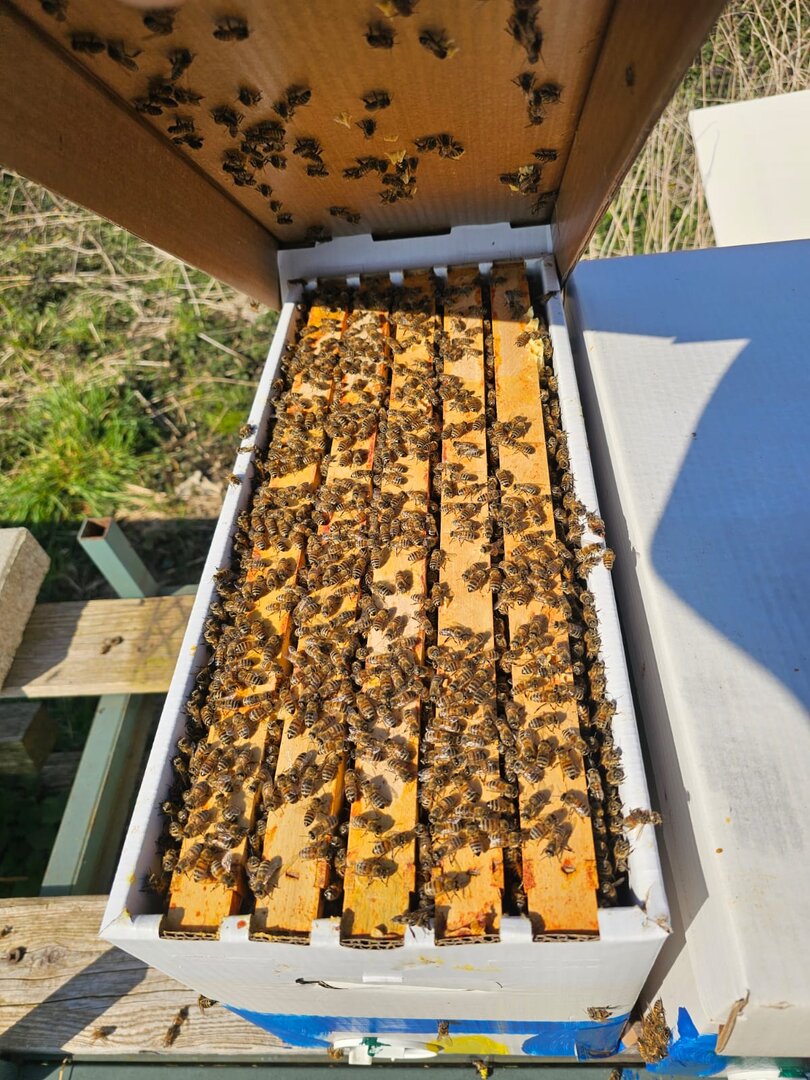 Uitloper Kleine Bijenkolonie Dadant Amerikaanse Bijen, Economische Kolonie Bijenkolonie Buckfast F1