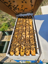 Uitloper Kleine Bijenkolonie Dadant Amerikaanse Bijen, Economische Kolonie Bijenkolonie Buckfast F1