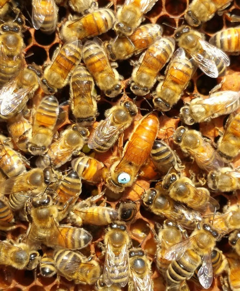 Buckfast Queen Mates F1 2025